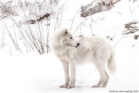 Interesting Facts About Arctic Wolves Just Fun Facts