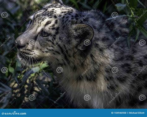 Snow Leopard Cub Face Stock Photo Image Of Detail Buckskinman 104946908