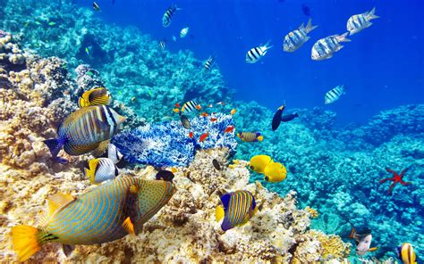 Wallpaper Hd Quality Underwater World Ocean Coral Reef Tropical Fishes