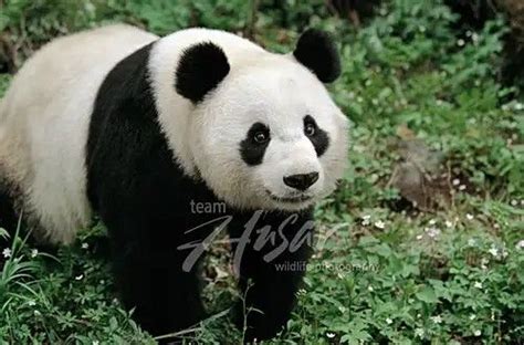 Pin De Patnida Panda En 1 Wolong Nation Nature Reserve Giant Pandas