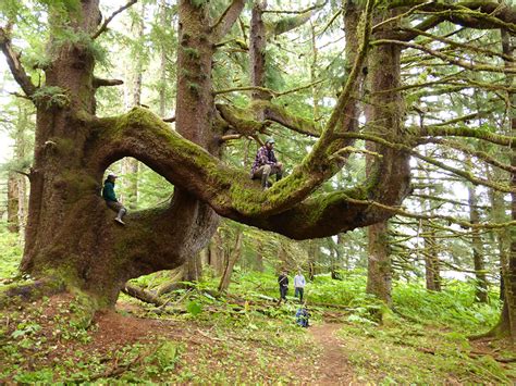 Discover 5 Of Americas Old Growth Forests American Forests