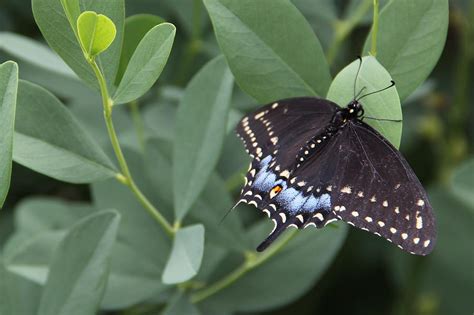 Eastern Tiger Swallowtail Dark Morph Female Photograph By Adam Kimpton