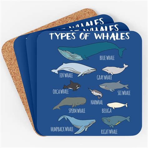 Fin Whale Gray Whale Sperm Whale Humpback Whale Orca Types Of