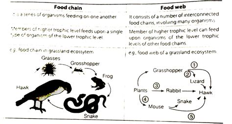 Give Two Differences Between Food Chain Food Web