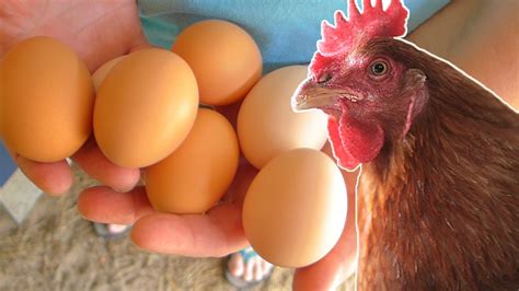 What to feed your chickens so they lay eggs year round. 