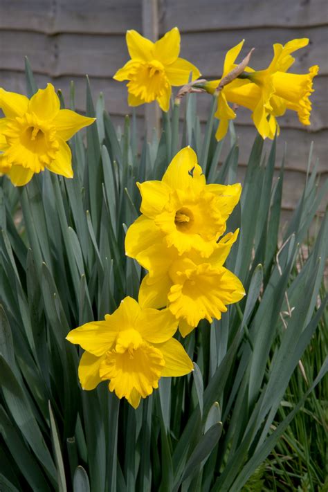 Spring Flowers Yellow Daffodils Free Stock Photo Public