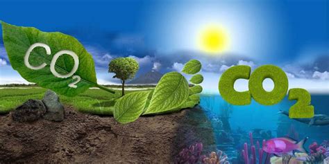 Ciclo Del Carbono Características Balance E Importancia Jardineria On