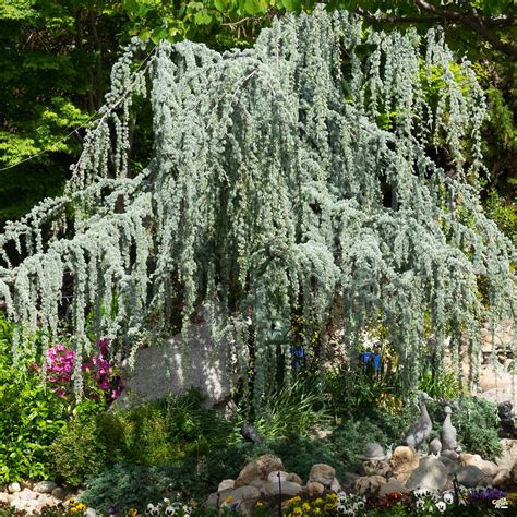 Weeping Blue Atlas Cedar — Green Acres Nursery And Supply