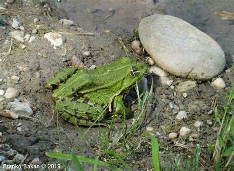 Skupina zelene žabe Urbanatura