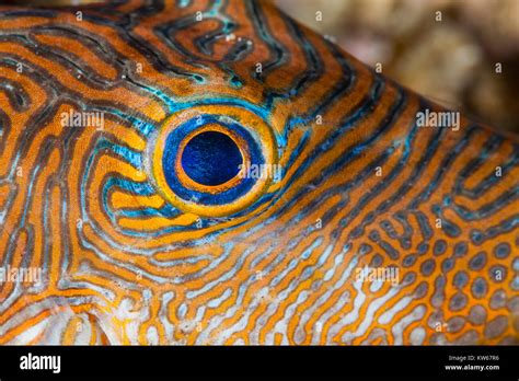 Eye Of A Blue Spotted Pufferfish Canthigaster Solandri Stock Photo Alamy