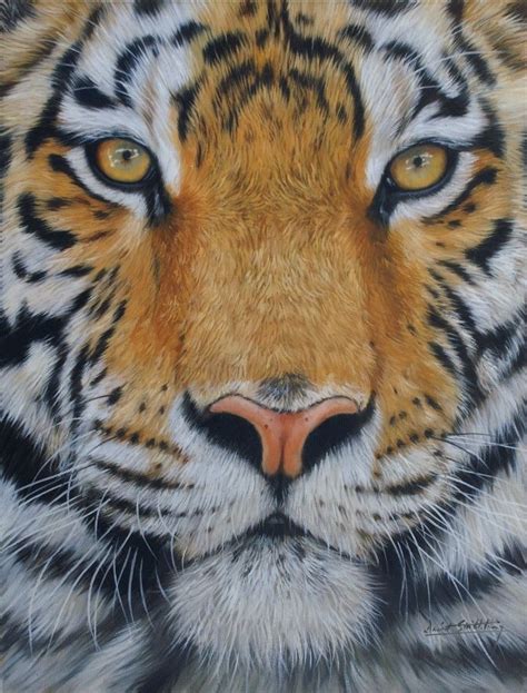 Tiger Face By David Stribbling Tiger Canvas Art Tiger Canvas Tiger
