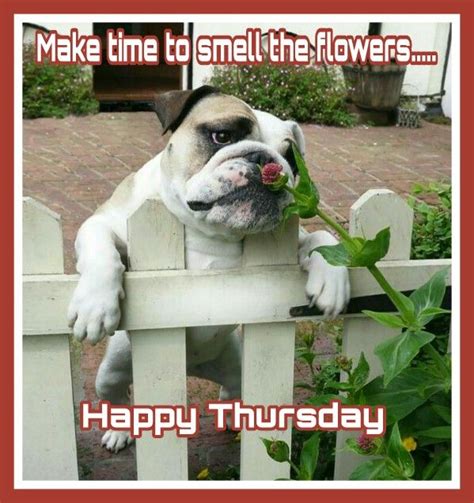 Happy Thursday Cute Animals Bulldog Puppies Funny Animals