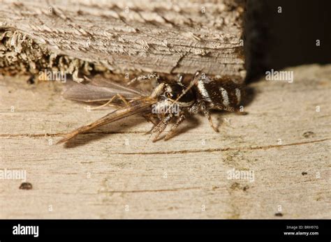 Cebras saltando Spider matar y alimentarse de una mosca Caddis Fotografía de stock Alamy