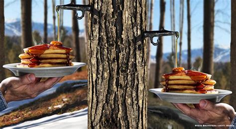 Maple Syrup From A To Z 26 Interesting Things To Know