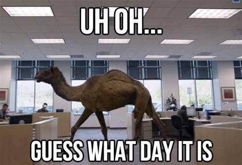 Hey Mike Mike Mike Mike Mikewhat Day Is It Hump Day Humor