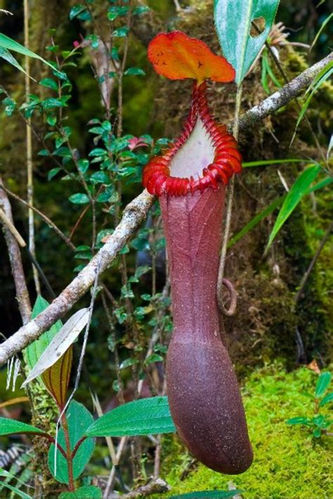 Top 20 Weirdest And Most Interesting Plants And Fungi In The World