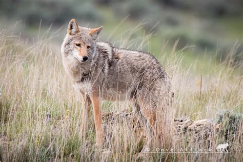 Photo Gallery Coyote Stuff