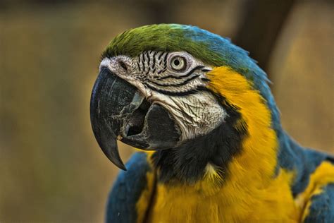 Different Types Of Pet Macaws