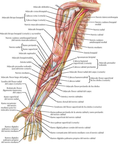 Arterias Venas Anatomia My XXX Hot Girl