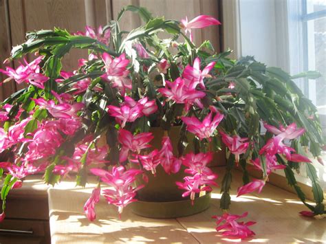 How to care for cacti: How to Care For and Make a Christmas Cactus Bloom | World ...