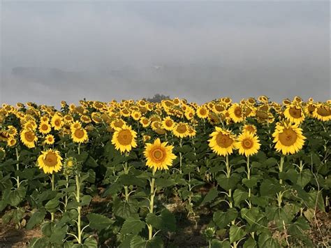 Sunflowers Campestre Al Gov Br