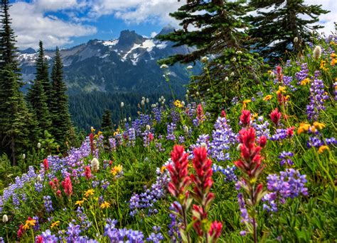 Mount Rainier National Park Mountains Meadow Flowers Wallpaper