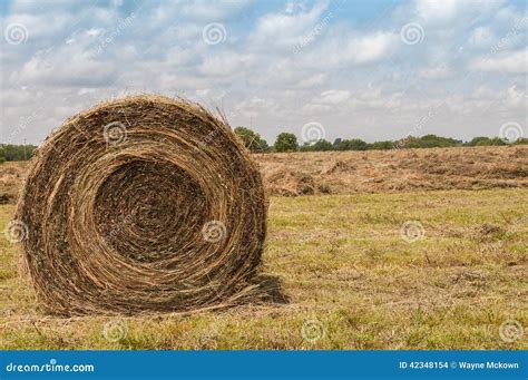 Large Round Grass Hay Bale Stock Photo Image Of Golden 42348154