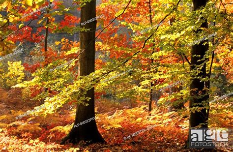 Deciduous Broad Leaved Forest In Autumn With Northern Red Oak Trees