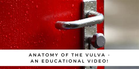 Anatomy Of The Vulva An Educational Video Equilibria Physiotherapy Nutrition