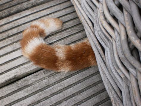 Pin By Alex Brownstein On Tails It Is Cat Paws Cat Tail Cat Talk