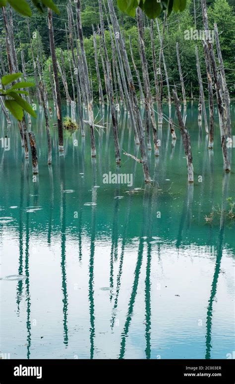 Shirogane Blue Pond In Biel Hokkaido Japan Stock Photo Alamy