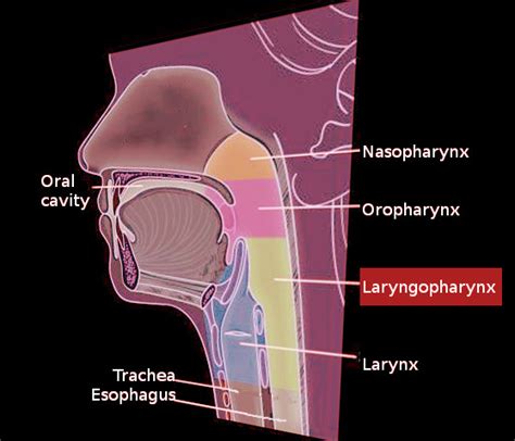 Anatomy Head And Neck Laryngopharynx Statpearls Ncbi Bookshelf My XXX