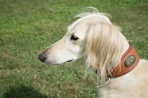Saluki Persian Greyhound Portrait Dog Pet Animal Portrait Head