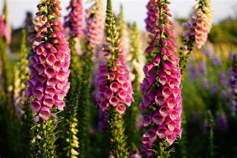 The severity of the symptoms will depend on the size of your kitty, its body mass, the type of fertilizer you have used, and the amount of plant it has eaten. Are Orchids Poisonous to Cats? | Brilliant Orchids