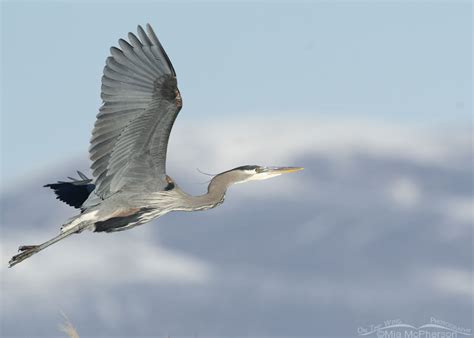 Winter Great Blue Heron In Flight In Front Of The Wasatch Range Mia