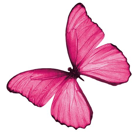 Real Pink Butterfly Png Free Logo Image