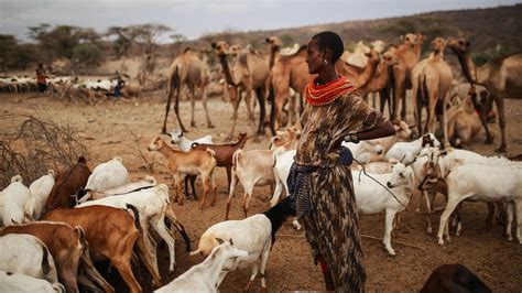 ‘everything Is Dry Kenya Droughts Put Herding Cultures At Risk
