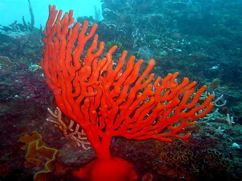 Sinuous Sea Fan Information And Picture Sea Animals