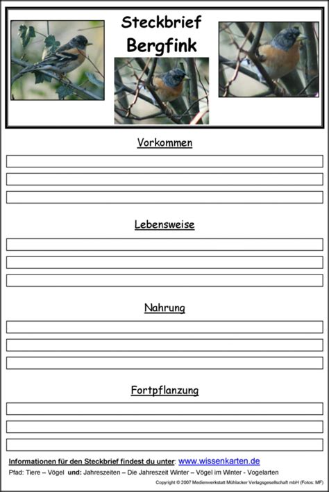 Steckbriefe sind in gewisser weise verkürzte formen von personenbeschreibungen. Steckbriefvorlage: Bergfink - Medienwerkstatt-Wissen © 2006-2021 Medienwerkstatt