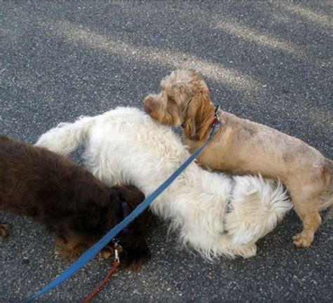 Interesting Ways Dogs Greet Each Other Dog Discoveries