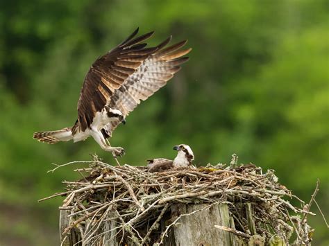 Osprey Nesting All You Need To Know Birdfact