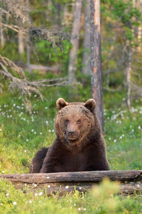 Brown Bear Sitting Stock Photo Image Of Preserve Predator 57480134