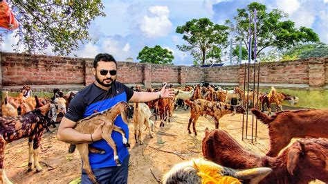 2021 এ ছাগল পালনের সবচেয়ে সহজ পদ্ধতি Simple Goat Farming Goat Farm India Youtube