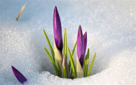 Dream Spring 2012 Spring Is Coming Wallpapers Hd Wallpapers 96842