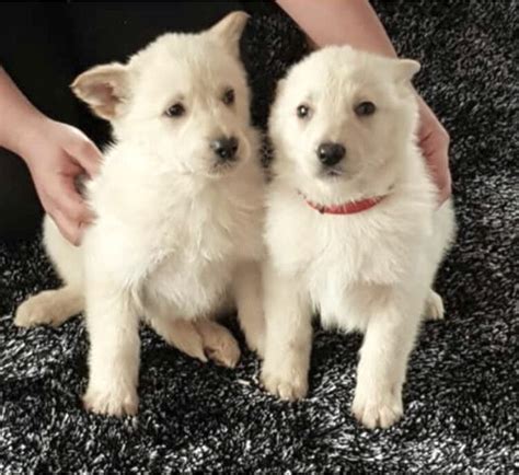 Last White German Shepherds Puppy For Sale In Norwich Norfolk Gumtree