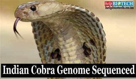 Indian Cobra Genome Sequenced