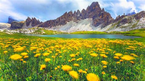 Italy Church And Wild Flowers Wallpapers Wallpaper Cave