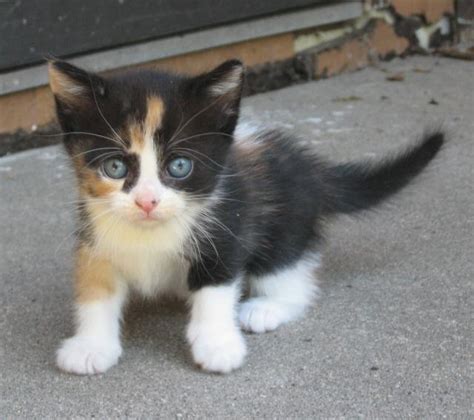 B Calico Kitten 5 Weeks Old By Bluetrillium On Deviantart
