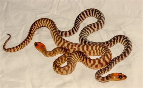Woma Pythons For Sale Hawkesbury Reptiles