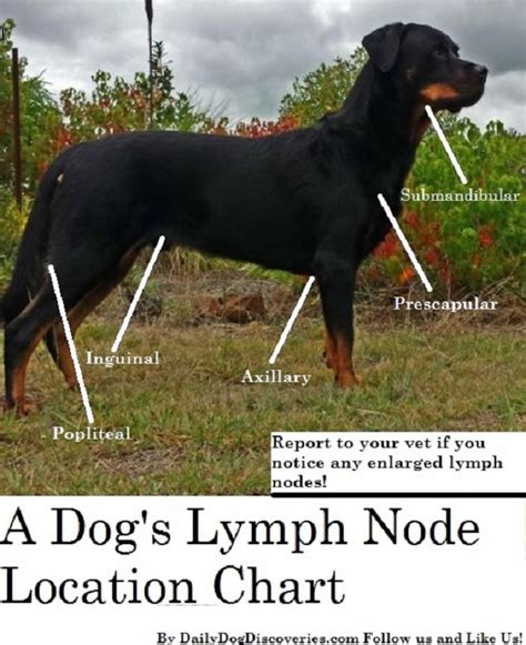 Dog Enlarged Lymph Nodes Daily Dog Discoveries